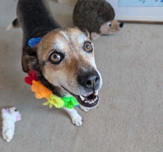 Shelter Stray Male Dog last seen S 4TH AND BUSH, 12155 Park Blvd, Brighton, CO 80601, USA