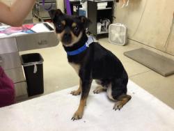 Shelter Stray Male Dog last seen LIME/ MISSION, RIVERSIDE, CA 92501, 6851 Van Buren Boulevard, Jurupa Valley, CA 92509, USA
