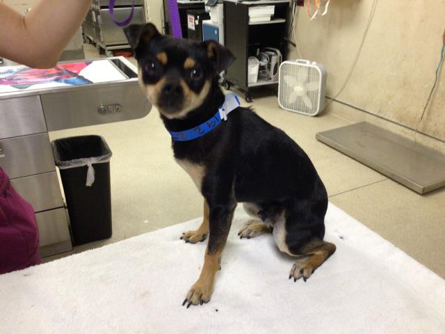 Shelter Stray Male Dog last seen LIME/ MISSION, RIVERSIDE, CA 92501, 6851 Van Buren Boulevard, Jurupa Valley, CA 92509, USA