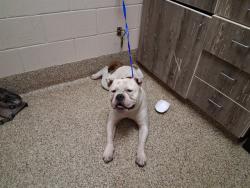Shelter Stray Male Dog last seen Near BLOCK N CHESTNUT ST, COLORADO SPRINGS CO 80907, 610 Abbot Ln, Colorado Springs, CO 80905, USA
