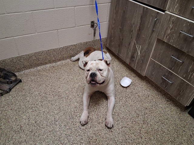 Shelter Stray Male Dog last seen Near BLOCK N CHESTNUT ST, COLORADO SPRINGS CO 80907, 610 Abbot Ln, Colorado Springs, CO 80905, USA