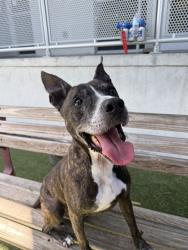 Shelter Stray Male Dog last seen Near BLOCK WASHINGTON AVE, 3599 NW 79th Ave, Doral, FL 33122, USA