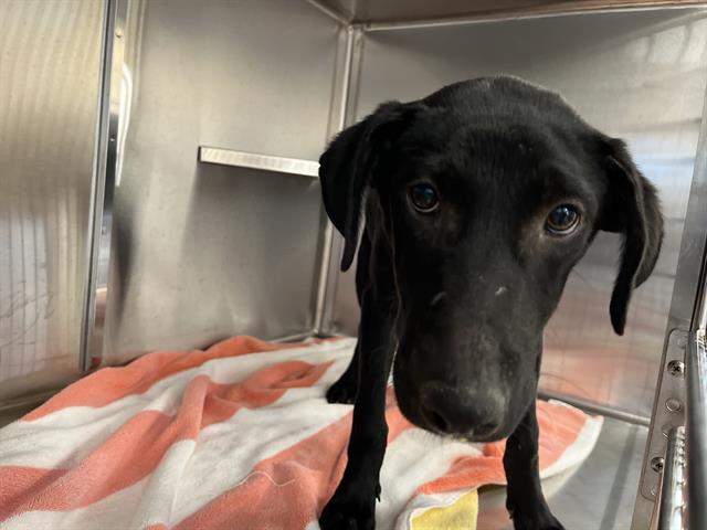 Shelter Stray Male Dog last seen BEYER AND 3RD ST, 130 Beyer Way, Chula Vista, CA 91911, USA