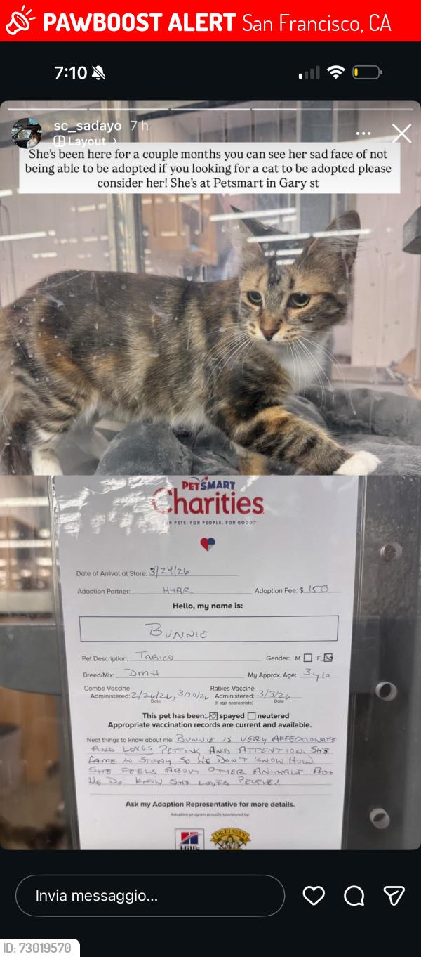 Lost Female Cat last seen Sanchez and 24th, San Francisco, CA 94114