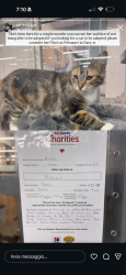 Lost Female Cat last seen Sanchez and 24th, San Francisco, CA 94114