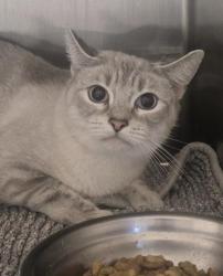 Shelter Stray Female Cat last seen , 11232 B Ave, Auburn, CA 95603, USA