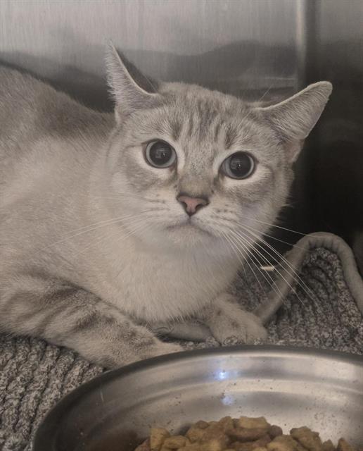 Shelter Stray Female Cat last seen , 11232 B Ave, Auburn, CA 95603, USA
