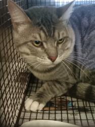Shelter Stray Male Cat last seen , 1850 W 60th St, Los Angeles, CA 90047, USA