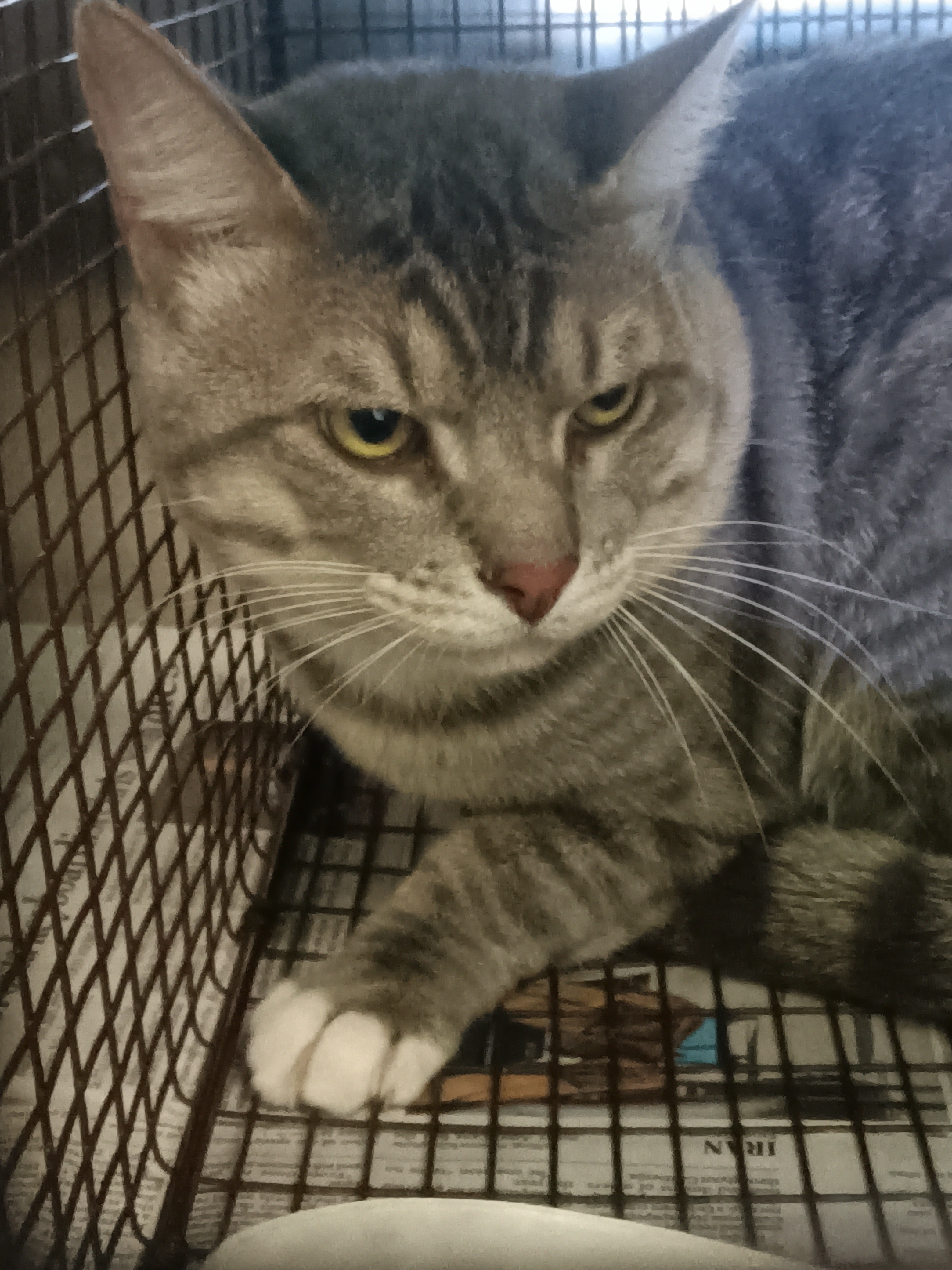 Shelter Stray Male Cat last seen , 1850 W 60th St, Los Angeles, CA 90047, USA