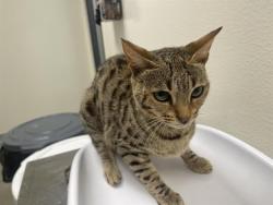 Shelter Stray Female Cat last seen , 11232 B Ave, Auburn, CA 95603, USA
