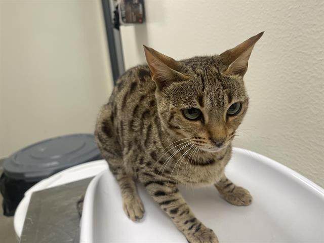 Shelter Stray Female Cat last seen , 11232 B Ave, Auburn, CA 95603, USA