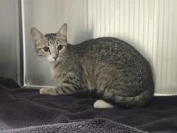 Shelter Stray Female Cat last seen BOLTON & 3RD, 11232 B Ave, Auburn, CA 95603, USA