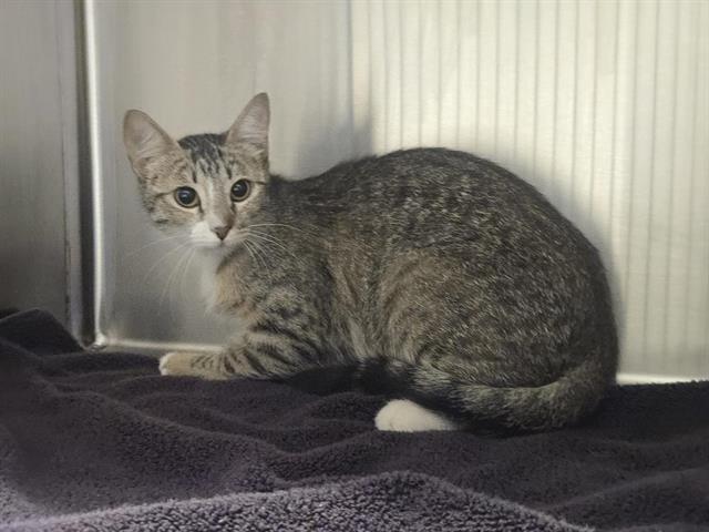 Shelter Stray Female Cat last seen BOLTON & 3RD, 11232 B Ave, Auburn, CA 95603, USA