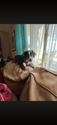 Lost Female Dog last seen Was told seen near seavers, Kingsport, TN 37660