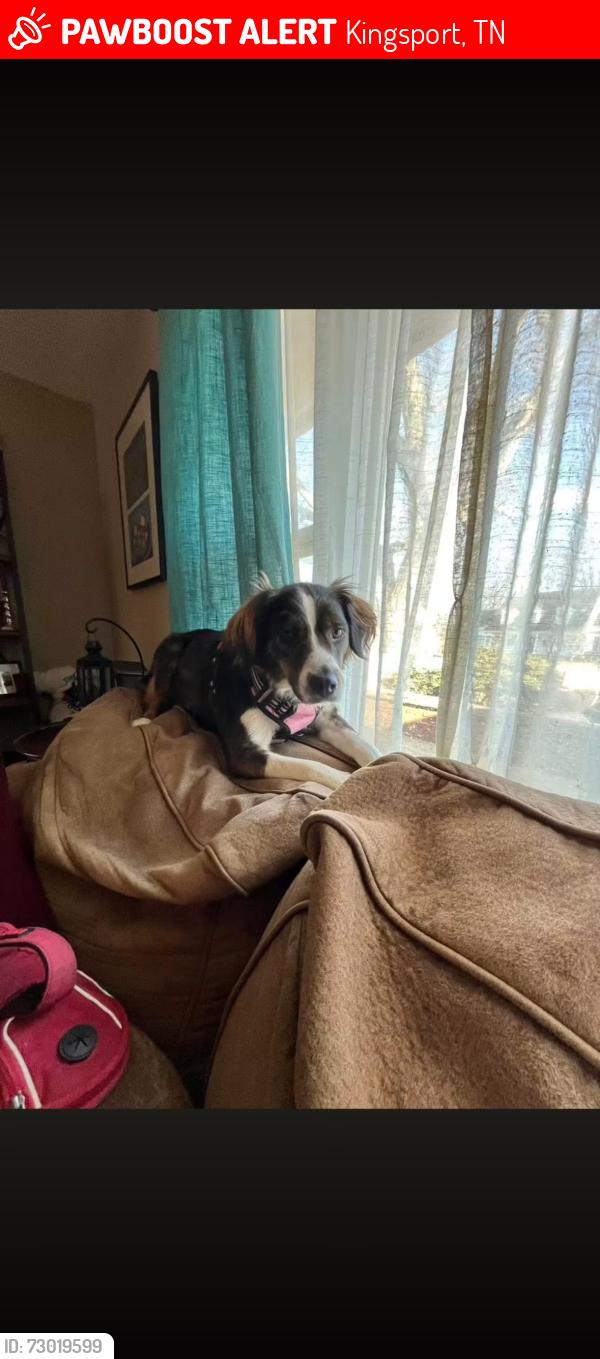 Lost Female Dog last seen Was told seen near seavers, Kingsport, TN 37660