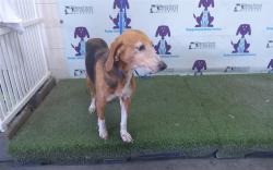 Shelter Stray Female Dog last seen , 2769 Conroy Rd, Orlando, FL 32839, USA
