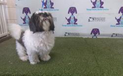 Shelter Stray Male Dog last seen , 2769 Conroy Rd, Orlando, FL 32839, USA