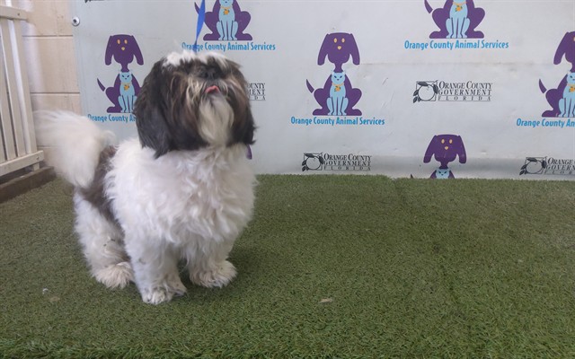 Shelter Stray Male Dog last seen , 2769 Conroy Rd, Orlando, FL 32839, USA