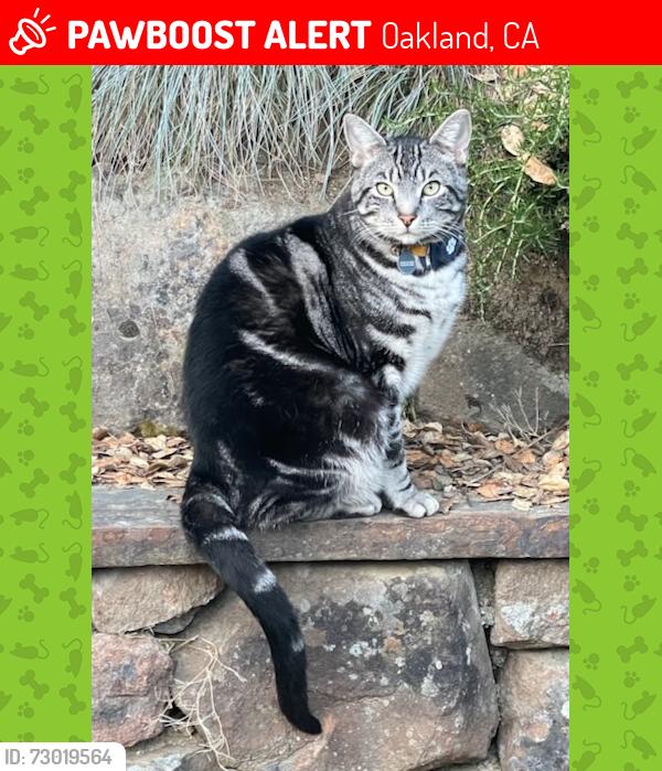 Lost Male Cat last seen Parkridge across from orange hse, Oakland, CA 94619
