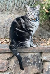Lost Male Cat last seen Parkridge across from orange hse, Oakland, CA 94619
