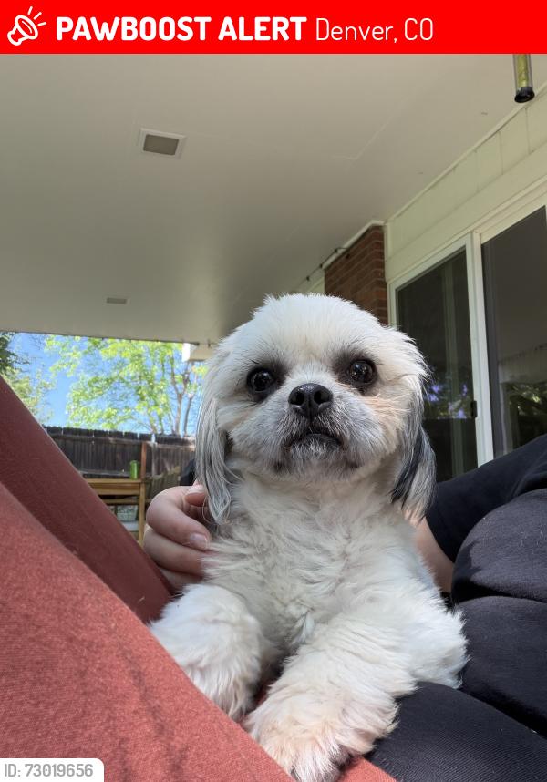 Lost Male Dog last seen Pinehurst Park, Denver, CO 80236