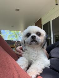 Lost Male Dog last seen Pinehurst Park, Denver, CO 80236