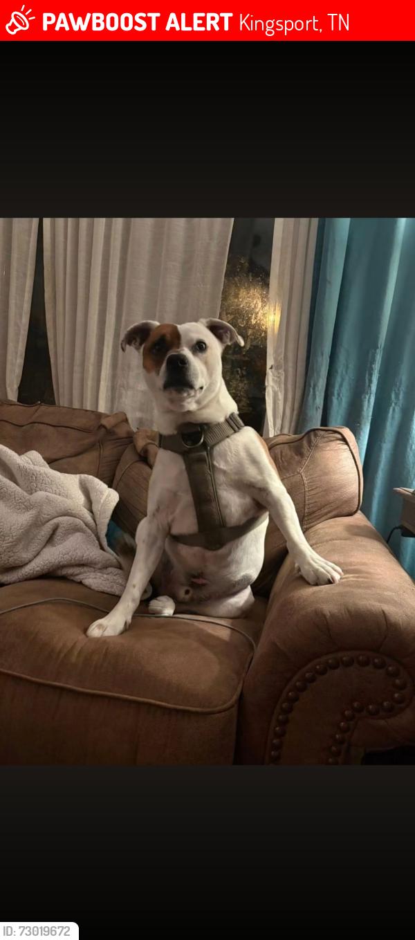 Lost Male Dog last seen Was told last seen near dale st, Kingsport, TN 37660
