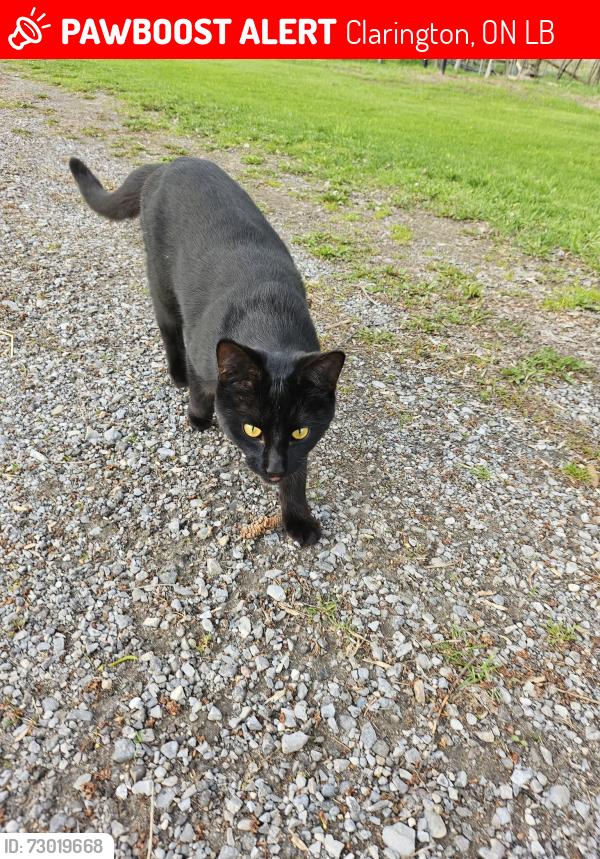 Lost Male Cat last seen By the highway, Clarington, ON L0B