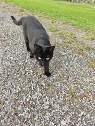 Lost Male Cat last seen By the highway, Clarington, ON L0B