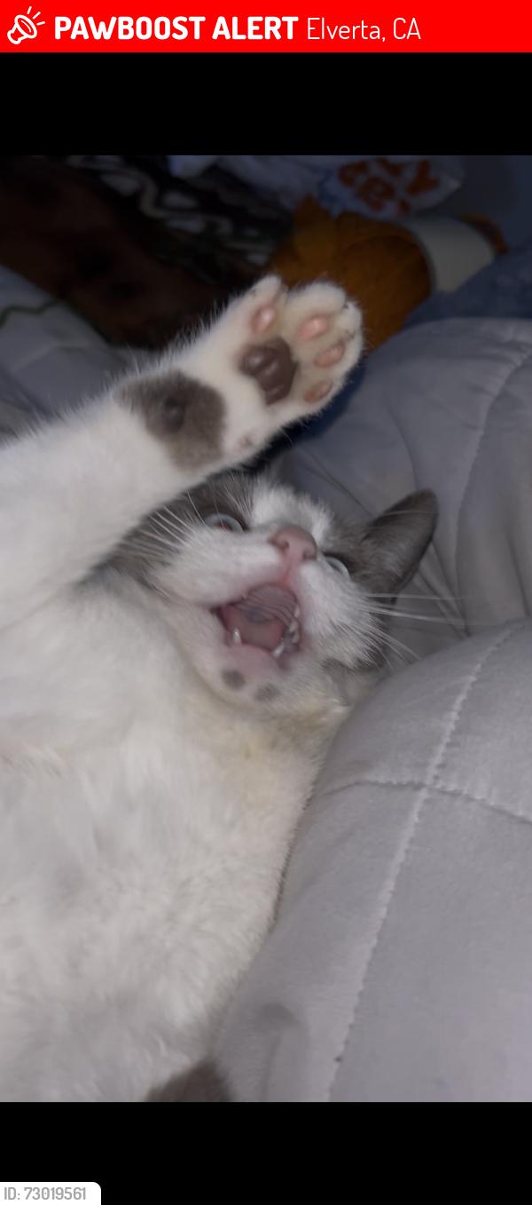 Lost Female Cat last seen Near the mini airport on baseline road, Elverta, CA 95626