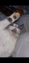 Lost Female Cat last seen Near the mini airport on baseline road, Elverta, CA 95626