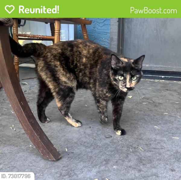Reunited Unknown Cat last seen Gilbert and Baseline Rd, right off the US 60, Mesa, AZ 85204