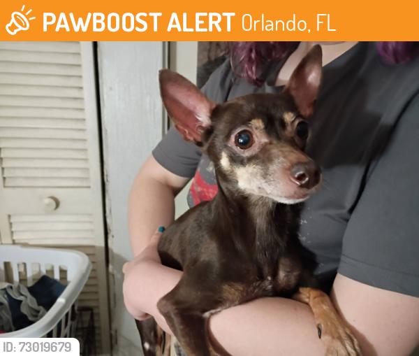 Found/Stray Female Dog last seen Alfred Drive , Orlando, FL 32810
