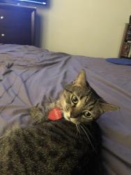 Lost Female Cat last seen Duncan & Kirby, Champaign, IL 61820