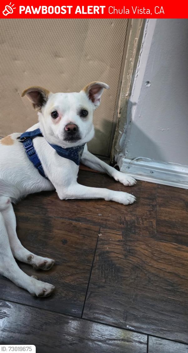 Lost Male Dog last seen Close to smart and final and better way, Chula Vista, CA 91911
