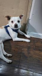 Lost Male Dog last seen Close to smart and final and better way, Chula Vista, CA 91911
