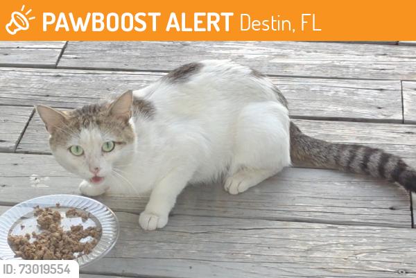 Found/Stray Unknown Cat last seen Holiday Isle in Destin., Destin, FL 32541