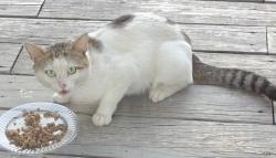 Found/Stray Unknown Cat last seen Holiday Isle in Destin., Destin, FL 32541