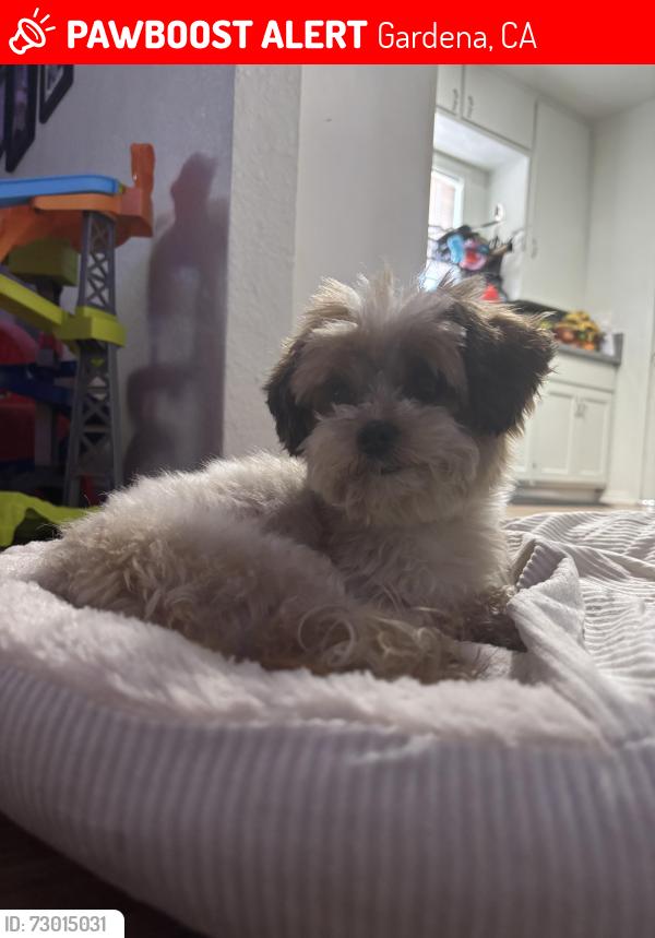 Lost Female Dog last seen 167th st and Brendo, Gardena, CA 90247