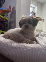 Lost Female Dog last seen 167th st and Brendo, Gardena, CA 90247