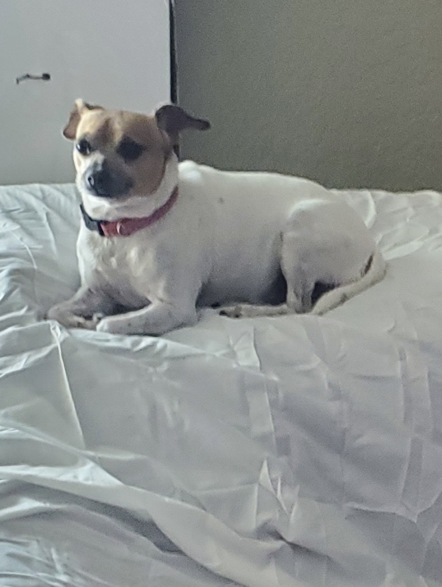 Reunited Female Dog last seen Near SW 33rd Ave, Fort Lauderdale, FL 33312, USA, Fort Lauderdale, FL 33312