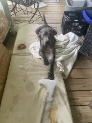Found/Stray Male Dog last seen Enchanted rd, Willis, TX 77378