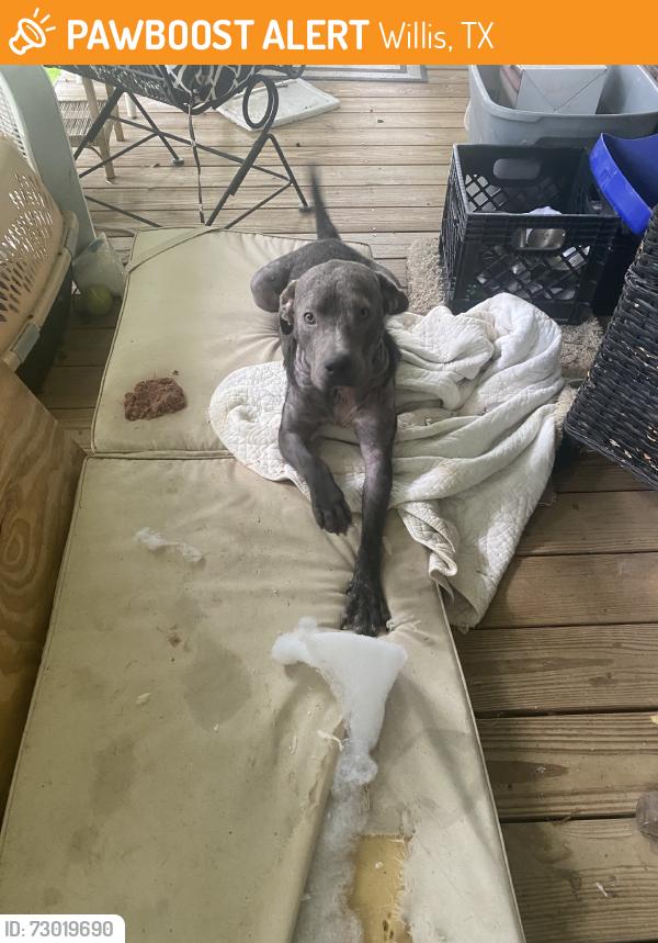Found/Stray Male Dog last seen Enchanted rd, Willis, TX 77378