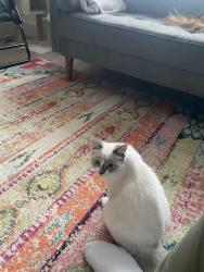 Lost Male Cat last seen Near Woodheys Drive, Greater Manchester, England M33 4JB