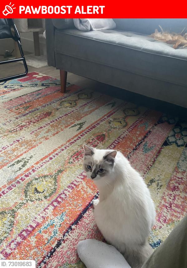 Lost Male Cat last seen Near Woodheys Drive, Greater Manchester, England M33 4JB