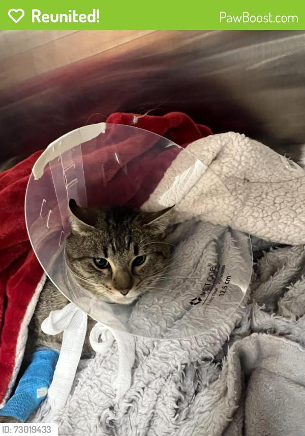 Reunited Male Cat last seen Central District - Fats Chicken and Waffles, Seattle, WA 98122