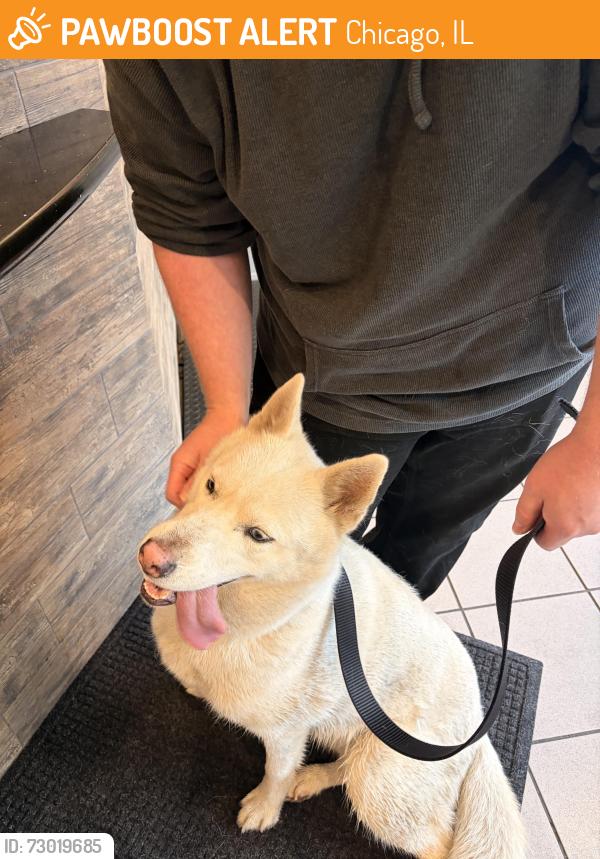 Found/Stray Female Dog last seen Addison & Kostner, Chicago, IL 60641