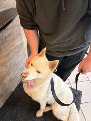 Found/Stray Female Dog last seen Addison & Kostner, Chicago, IL 60641