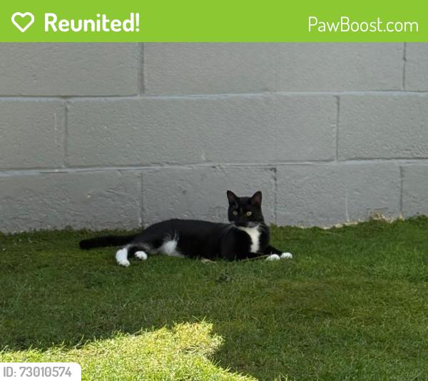 Reunited Male Cat last seen Exmouth Road , Hampshire, England PO12