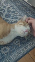 Reunited Male Cat last seen Nicol and Coolage Ave , Oakland, CA 94602